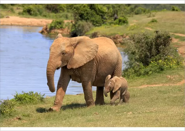 African Elephants -Loxodonta africana-, adult female with young by the water, Addo Elephant National Park, Eastern Cape, South Africa