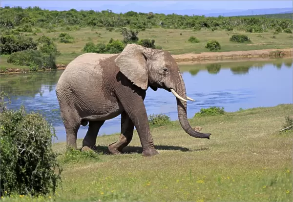 African Elephant -Loxodonta africana-, adult, at a waterhole, Addo Elephant National Park, Eastern Cape, South Africa