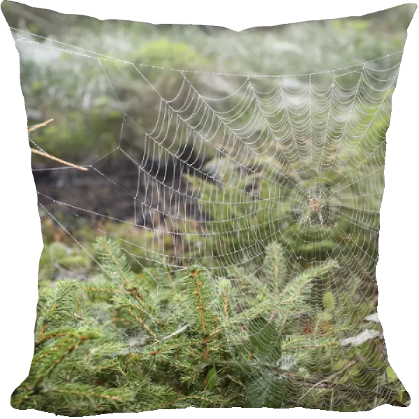 Spider web with European Garden Spider -Araneus diadematus- between young spruces, Allgau, Bavaria, Germany