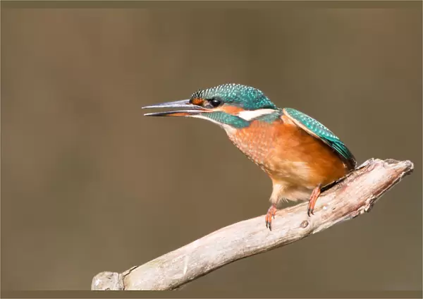 Common Kingfisher -Alcedo atthis-, young female, perched on a branch, threatening gesture, North Hesse, Hesse, Germany