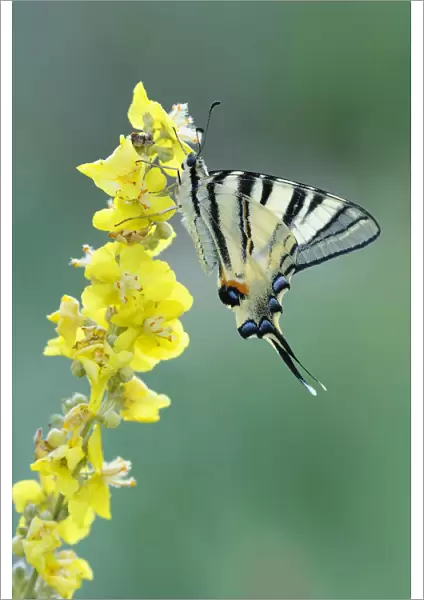 Scarce Swallowtail -Iphiclides podalirius- on mullein, Bulgaria