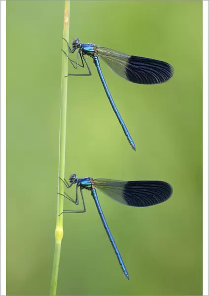Banded Demoiselles -Calopteryx splendens-, two males, Bulgaria