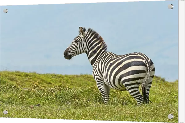 Zebra -Equus quagga-, Ngorongoro Crater, Tanzania