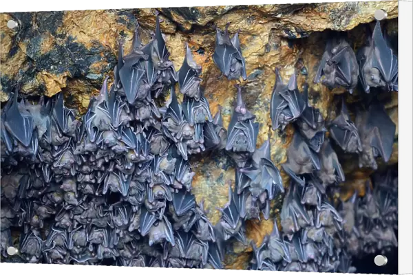 Hundreds of bats in a cave above the altar, Temple of the Bats or Goa Lawah, Bali, Indonesia