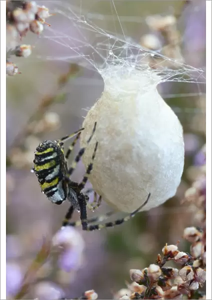 Wasp Spider or Orb-weaving Spider -Argiope bruennichi-, spinning a cocoon, Emsland, Lower Saxony, Germany