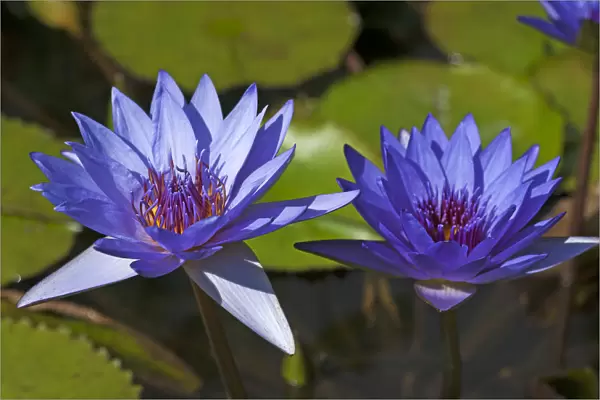 Flowering Cape Blue Water Lilies -Nymphaea capensis-, Bavaria, Germany