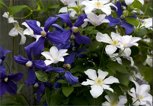 White and purple Clematis, Quebec, Canada