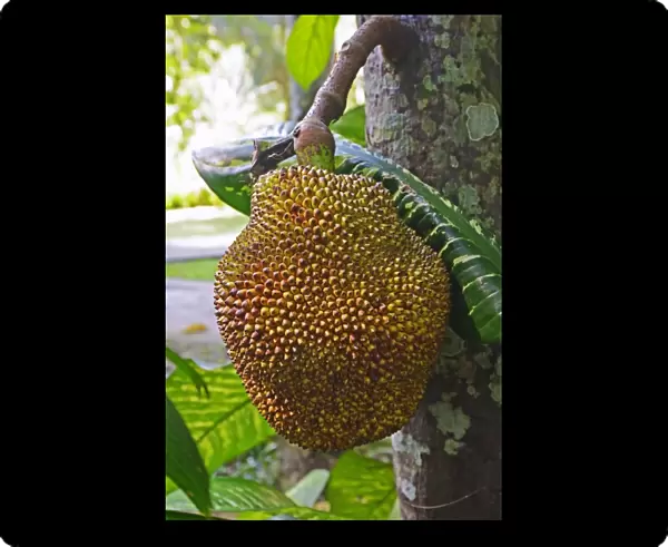 Durian fruit, Durian tree -Durio zibethinus-, Bali, Indonesia