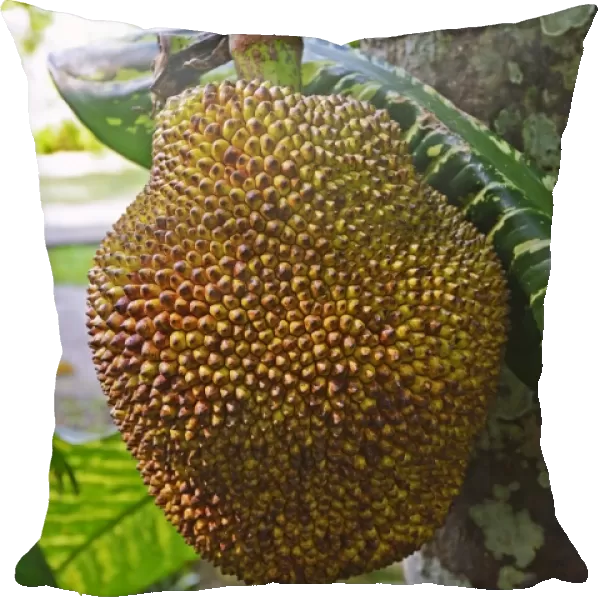 Durian fruit, Durian tree -Durio zibethinus-, Bali, Indonesia