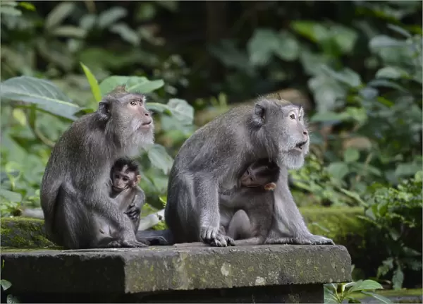 Crab-eating macaques -Macaca fascicularis- with young in the Ubud Monkey Forest, Ubud, Bali, Indonesia