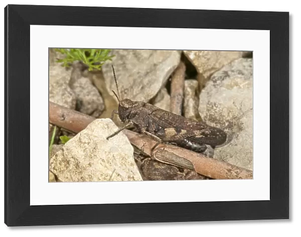 Rattle grasshopper -Psophus stridulus-, male, Baden-Wurttemberg, Germany