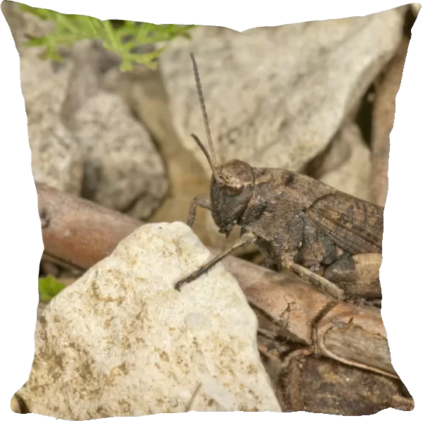 Rattle grasshopper -Psophus stridulus-, male, Baden-Wurttemberg, Germany