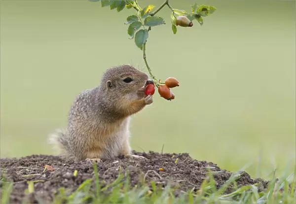 European ground squirrel -Spermophilus citellus- holds on to a rose hip while feeding, Austria
