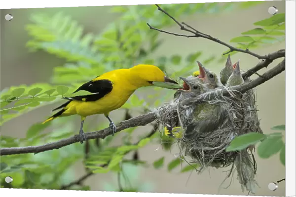 Golden Orioles -Oriolus oriolus-, adult male feeding chicks in the nest with a grasshopper, in an acacia tree, Bulgaria