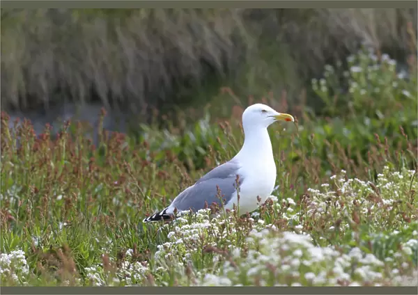 European herring gull -Larus argentatus-, adult, bird island Hornoya, Varanger, Norway