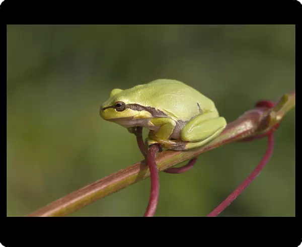 European Tree Frog -Hyla arborea- perched on a branch, Burgenland, Austria