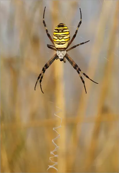 Wasp Spider or Orb-weaving Spider -Argiope bruennichi- on a spiders web, Burgenland, Austria
