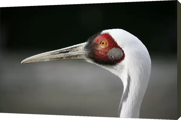 White-naped Crane -Grus vipio-, animal portrait, captive