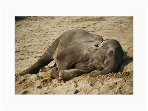 Asian Elephant -Elephas maximus-, young, resting, captive