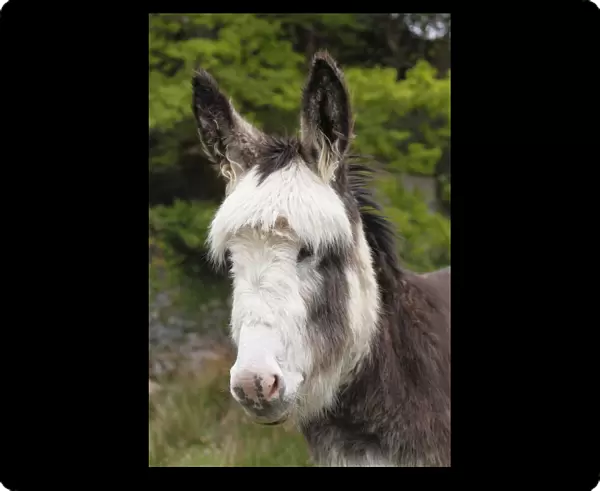 Donkey -Equus asinus-, portrait, Ireland, British Isles, Europe