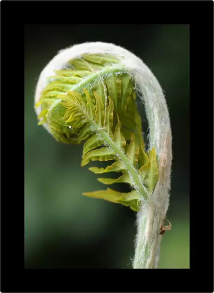 Royal fern -Osmunda regalis-, sprouting