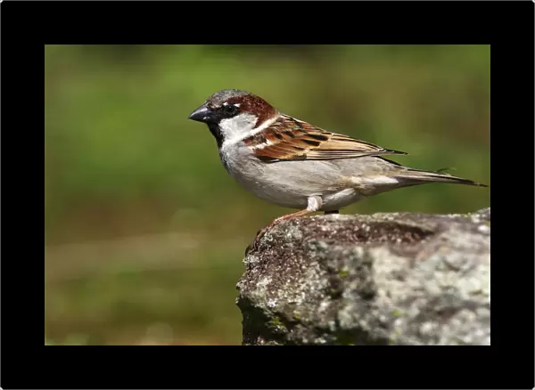 House sparrow -Passer domesticus-, perched on a rock
