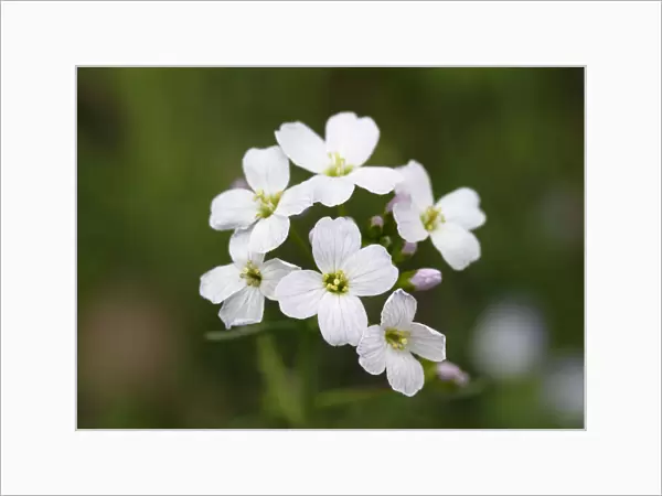 Flowers of the Cuckoo Flower or Ladys Smock -Cardamine pratensis-, medicinal plant