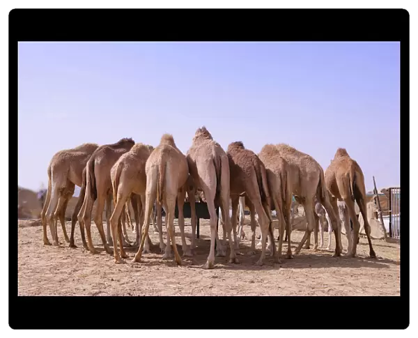 Eight camels standing at a watering place, seen from behind, desert near Abu Dhabi, United Arab Emirates, Middle East, Asia