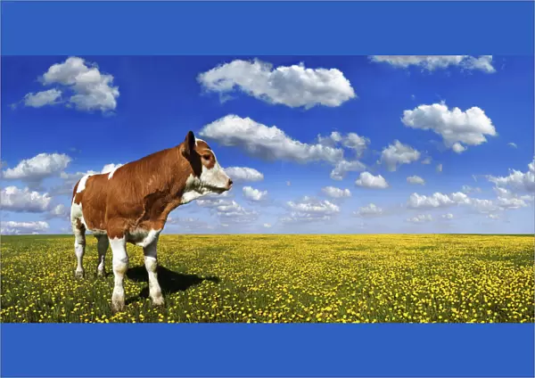 Calf standing on a meadow with dandelions against a blue sky with white clouds