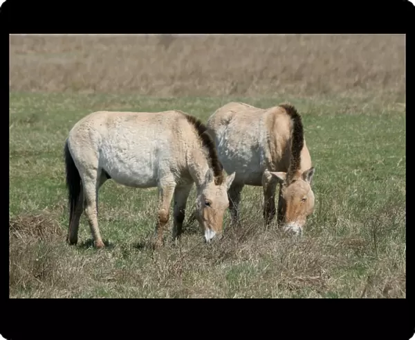 Przewalskis horses -Equus ferus przewalskii-, Burgenland, Austria, Europe