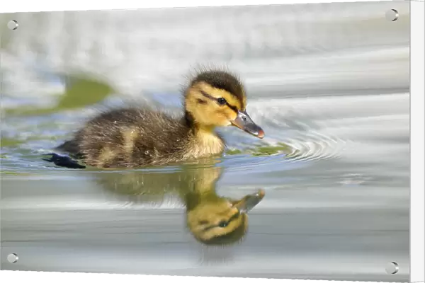 Duckling, Mallard Duck -Anas plathyrhynchos-, reflection