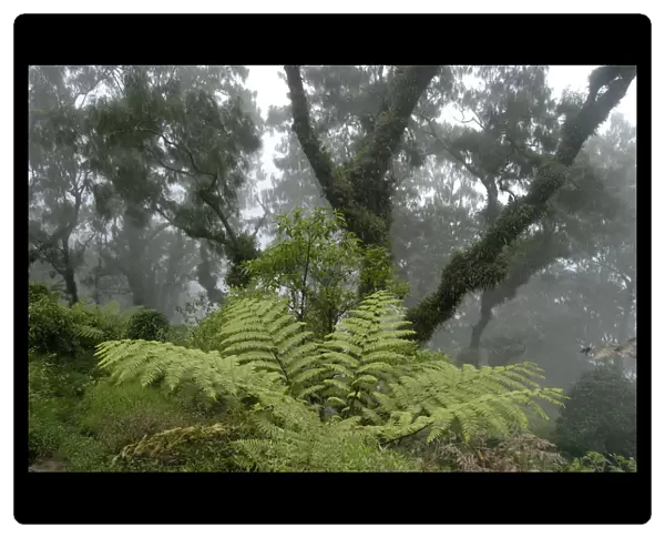 Jungle, cloud forest, fog, big ferns and ancient moss-covered trees moss in the forest, mountain Gunung Abang, Bali, Indonesia, Southeast Asia, Asia