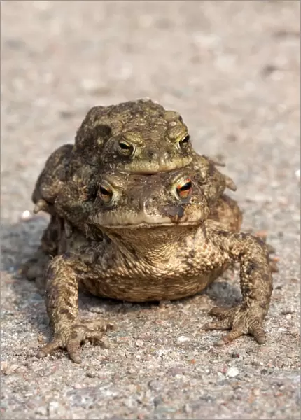 Toad migration, Common toads -Bufo bufo-