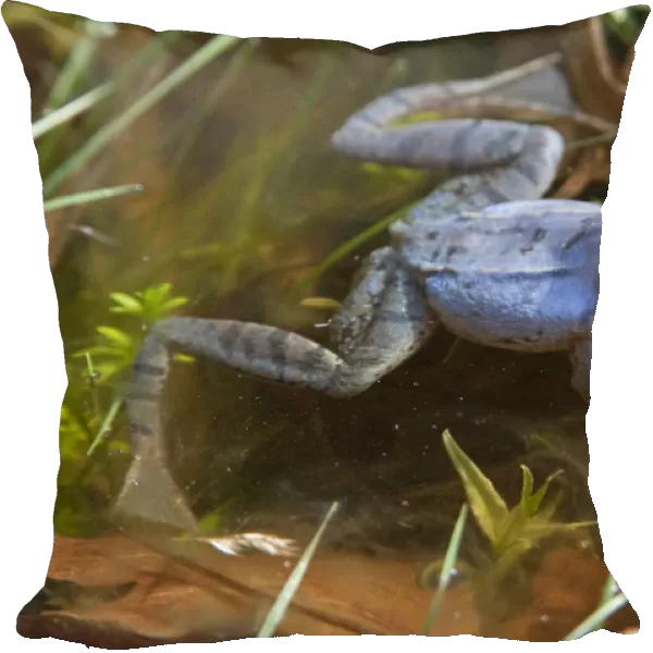 Moor frog -Rana arvalis-