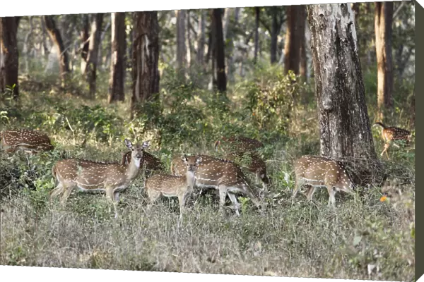 Group of axis deer, chitals -Axis axis-, Mudumalai National Park, Tamil Nadu, Tamilnadu, South India, India, South Asia, Asia