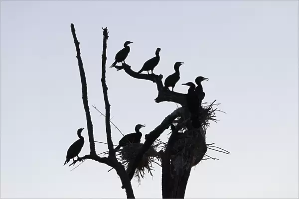 Cormorants -Phalacrocorax carbo- and nests on dead branch, Rajiv Gandhi National Park, Nagarhole National Park, Karnataka, South India, India, South Asia, Asia