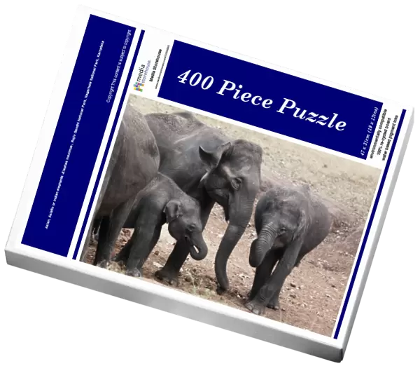Asian, Asiatic or Indian elephants -Elephas maximus-, Rajiv Gandhi National Park, Nagarhole National Park, Karnataka, South India, India, South Asia, Asia