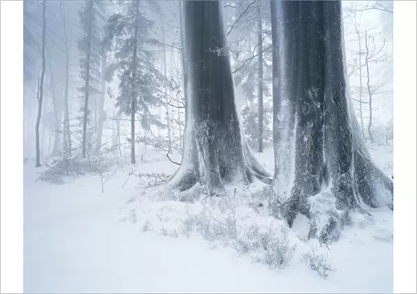 Forest in winter with frost, fog and snow, Battertfelsen, Baden-Baden, Black Forest, Baden-Wuerttemberg, Germany, Europe