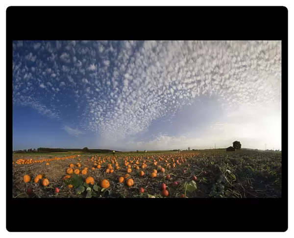 Harvested pumpkins in a pumpkin field with fluffy clouds