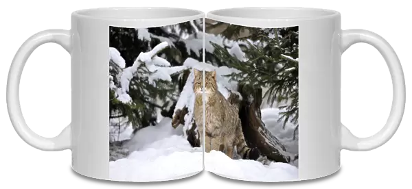 Wildcat -Felis silvestris- in winter