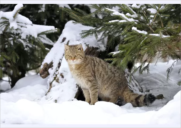 Wildcat -Felis silvestris- in winter