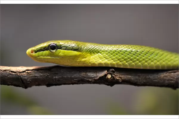 Red-tailed rattle snake -Gonyosoma oxycephala-