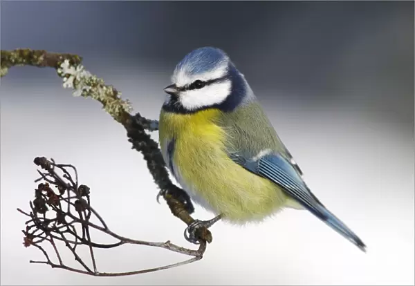 Blue Tit -Parus caeruleus- sitting on a branch