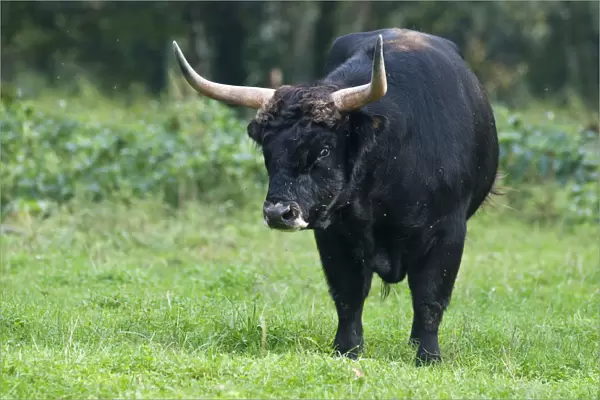 Aurochs or Urus -Bos primigenius-, bull, enclosure, Germany, Europe