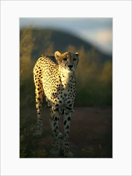 Cheetah -Acinonyx jubatus-, Waterberg Plateau Park, Namibia, Africa