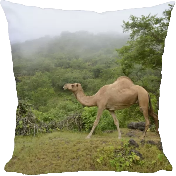 Dromedary -Camelus dromedarius- crossing the green mountains during monsoon season, or Khareef season, Wadi Derbat, near Salalah, Dhofar Region, Oman