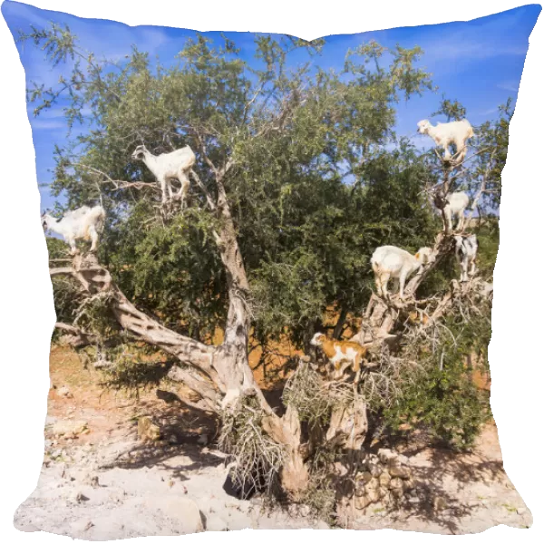 Goats -Capra- feeding on Argan fruits or Argan nuts on an Argan tree -Argania spinosa-, Chouaker, Essaouira Province, Marrakech-Tensift-Al Haouz, Morocco
