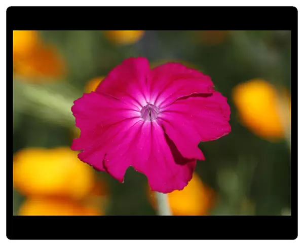Rose Campion -Silene coronaria- flower