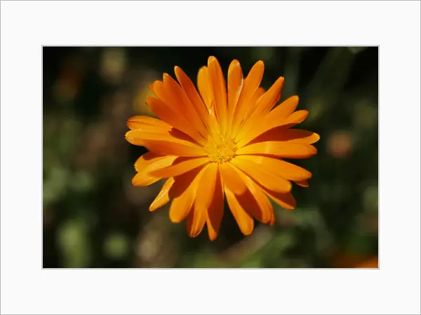 Marigold -Calendula sp. -, flower
