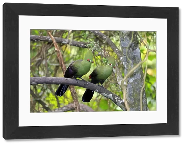 Guinea Turacos -Tauraco persa-, adult on tree, native to Africa, captive